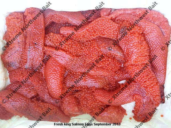 Fresh Salmon Egg, Fresh Salmon Roe, Xtreme Northwest Bait Co